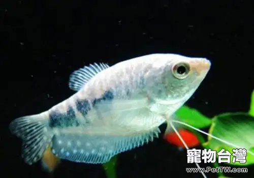 曼龍魚飼養方法