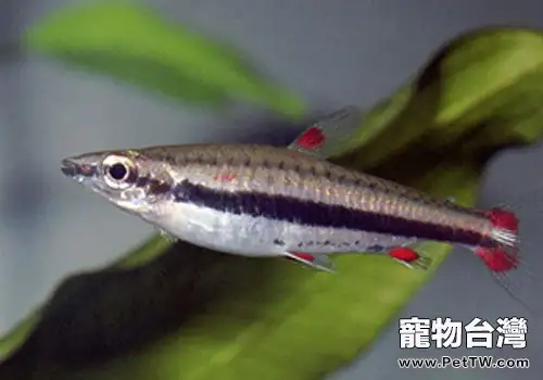 鉛筆魚飼養方法