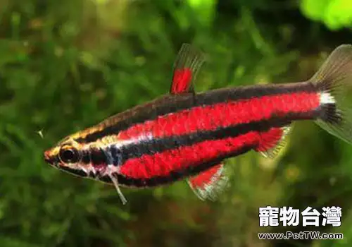 鉛筆魚飼養方法