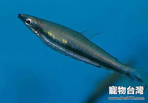鉛筆魚飼養方法