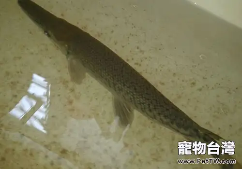 雀鱔類淡水魚飼養方法