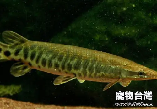 雀鱔類淡水魚飼養方法