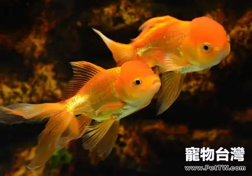 金魚為什麼突然變色？