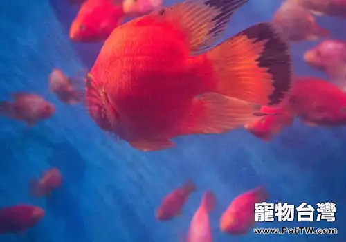  鸚鵡魚（血鸚鵡魚 財神魚）怎麼繁殖？