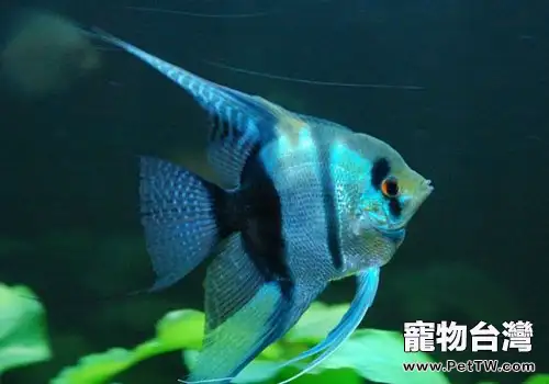 燕子神仙魚繁殖的技巧