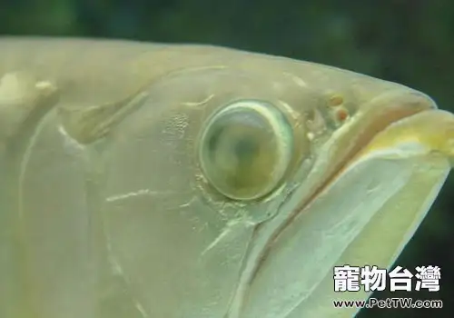 龍魚蒙眼的症狀及治療