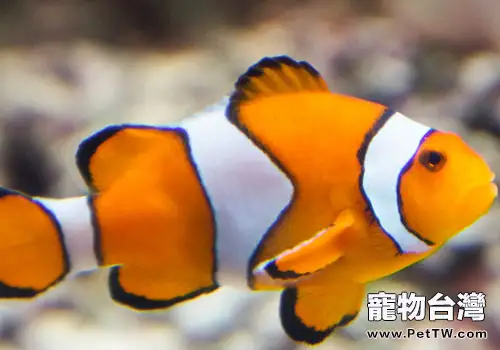 小丑魚繁殖方法及技巧