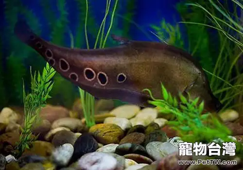 七星刀魚不進食怎麼辦?(1圖)-寵物台灣
