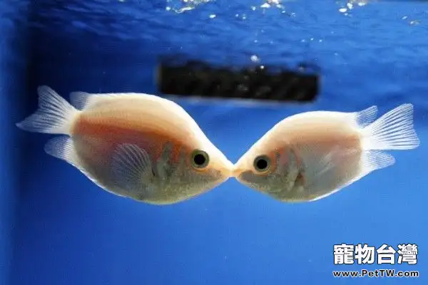 接吻魚——天生的魚缸清道夫(1圖)-寵物台灣