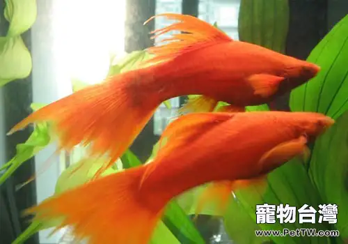 劍尾魚飼養方法