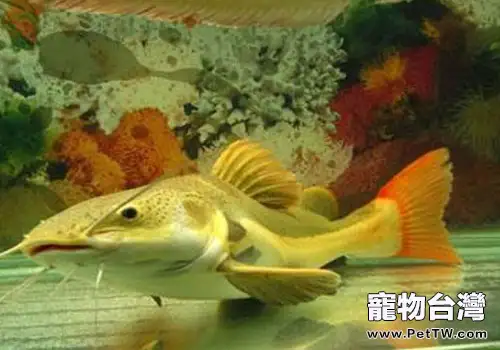 招財貓魚選購及飼養注意事項