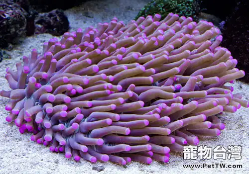 長鬚飛盤珊瑚的一些知識