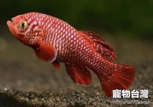 鳉魚常見品種介紹