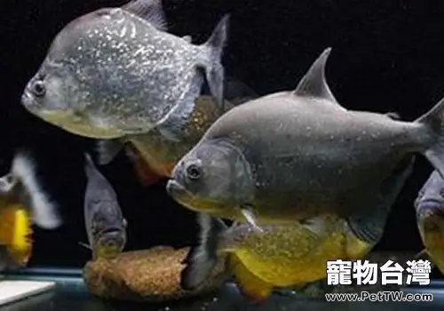 加拉辛水虎魚苗的飼養