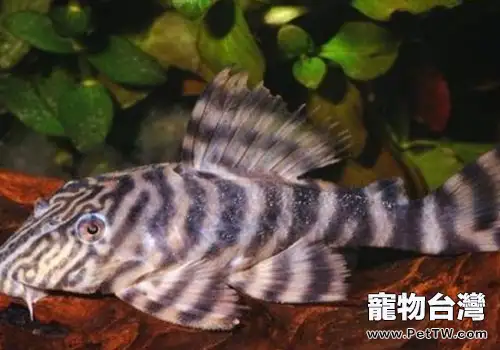 老虎類異形魚飼養方法