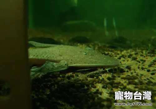 直升機類異型魚飼養方法