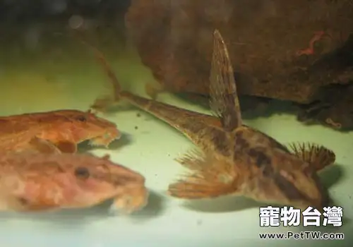 直升機類異型魚飼養方法