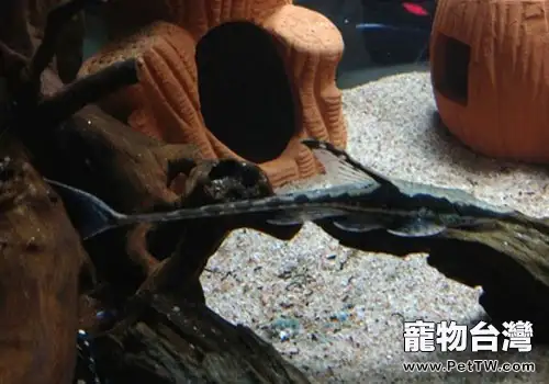 直升機類異型魚飼養方法