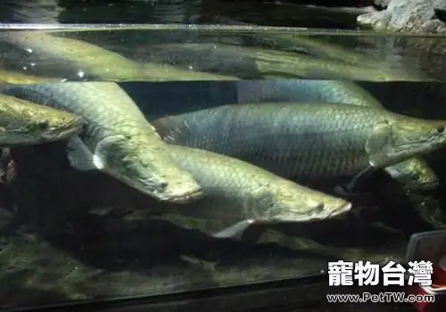 海象魚飼養方法