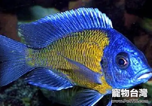 馬鯛魚品種介紹