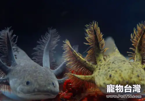 六角恐龍飼養方法(1圖)-寵物台灣