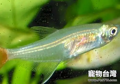 三角燈魚的品種介紹(共4張圖片)-寵物台灣
