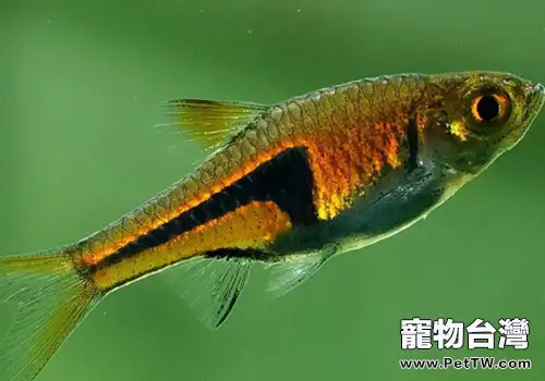 三角燈魚的品種介紹