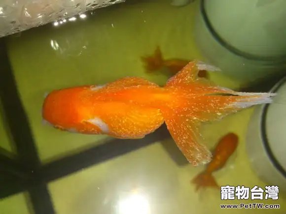 如何養好金魚