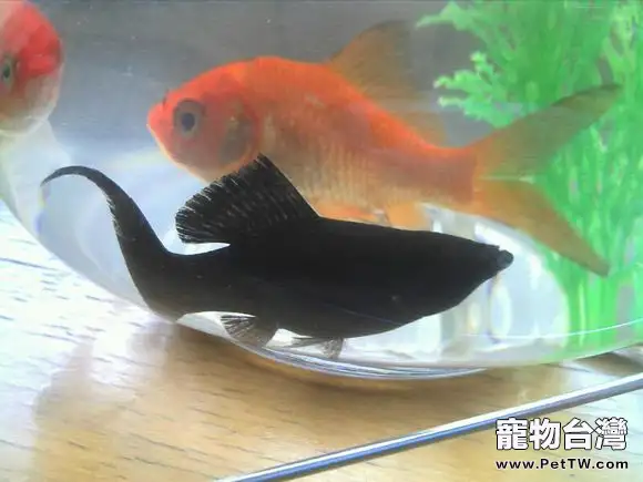 如何養好金魚