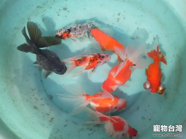 如何養好金魚