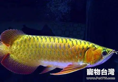 澳洲龍魚品種飼養介紹