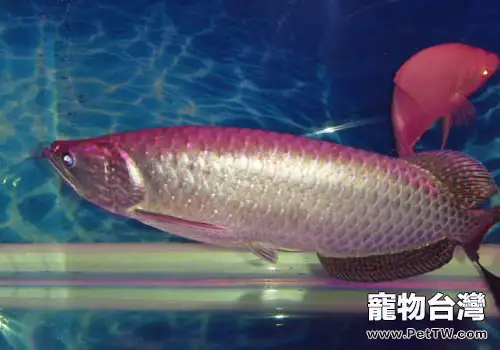 澳洲龍魚品種飼養介紹