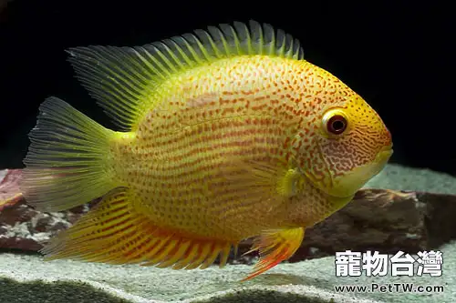 菠蘿魚生長繁殖情況介紹(1圖)-寵物台灣