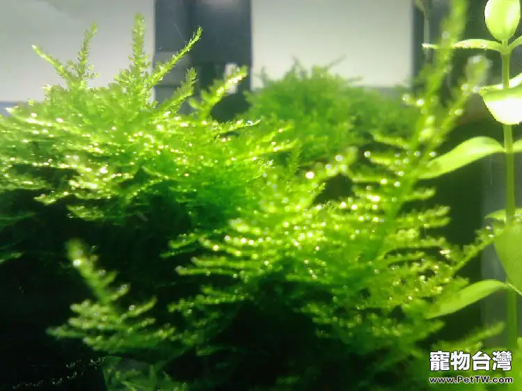 水族箱養水草的水溫問題解析