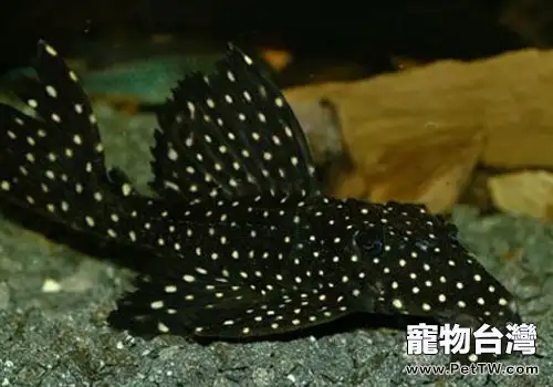 亞坦克類異型魚飼養方法