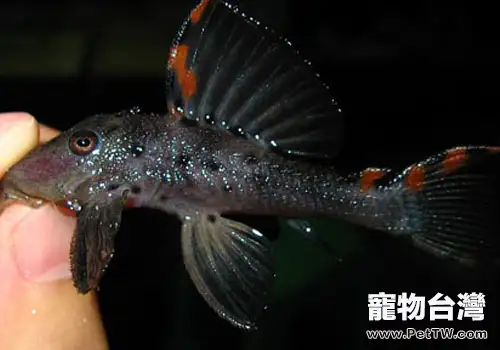 亞坦克類異型魚飼養方法