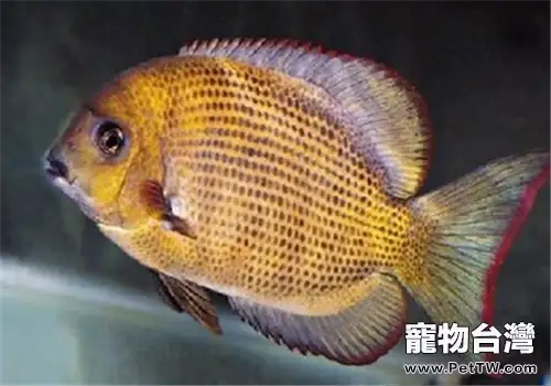 常見的魚食配方介紹