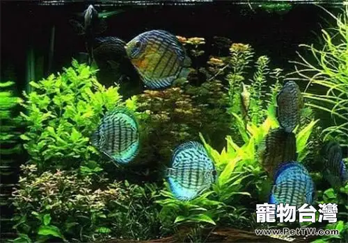買魚缸前需要瞭解的問題(1圖)-寵物台灣