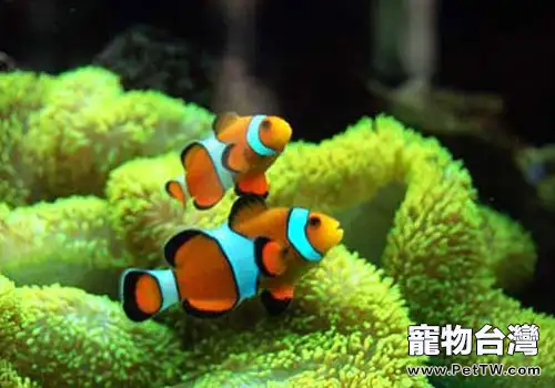 養海水魚一定要用海水嗎？