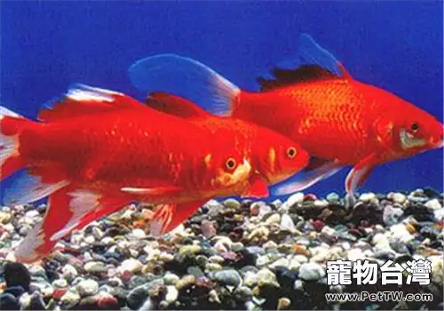 小型魚缸應該如何養水(1圖)-寵物台灣