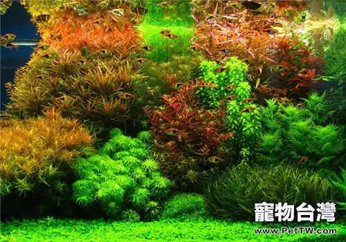 水族造景中硬件設施的佈置要點