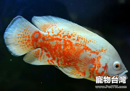 觀賞魚打架怎麼辦？