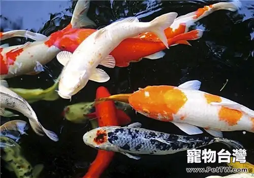 錦鯉魚缸的尺寸應如何挑選