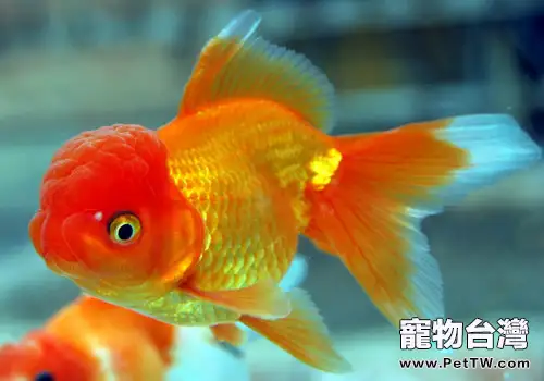 三個方面教你分辨金魚雌雄(1圖)-寵物台灣