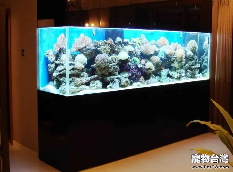 細數五種常見水族箱的優缺點(1圖)-寵物台灣