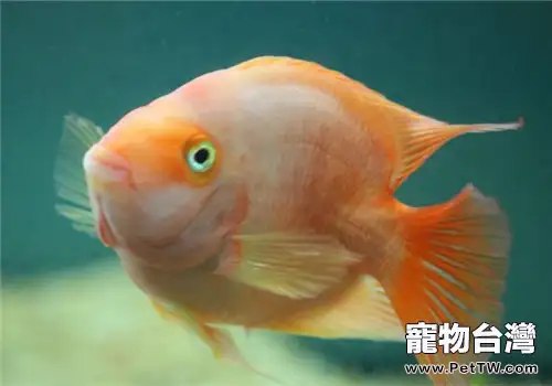 大水族箱養魚的好處分析