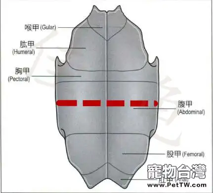 寵物龜胃管投藥法和食道造口術