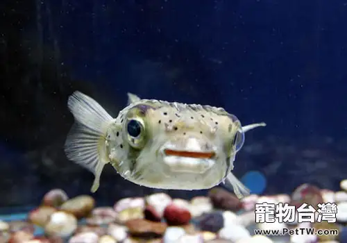 熱帶魚選購的五大原則(1圖)-寵物台灣