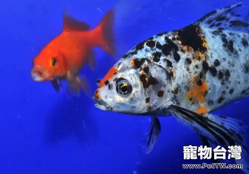 魚類也有智商？