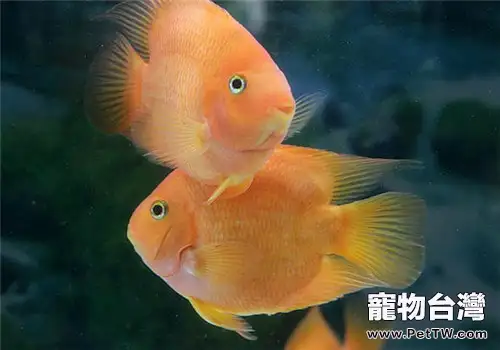 水族箱過濾器的三大作用